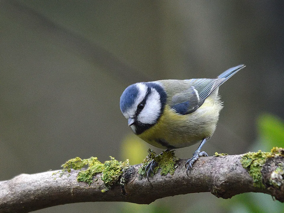 Blaumeise sitzt auf einem bemoosten Ast